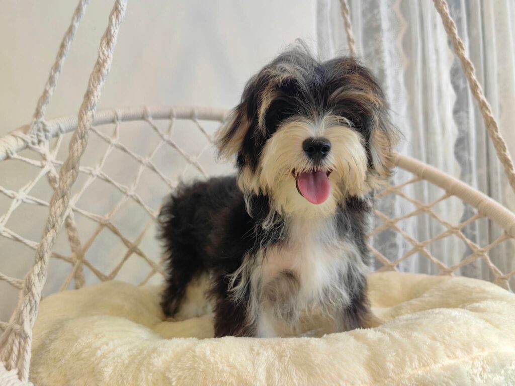 male Morkie puppy