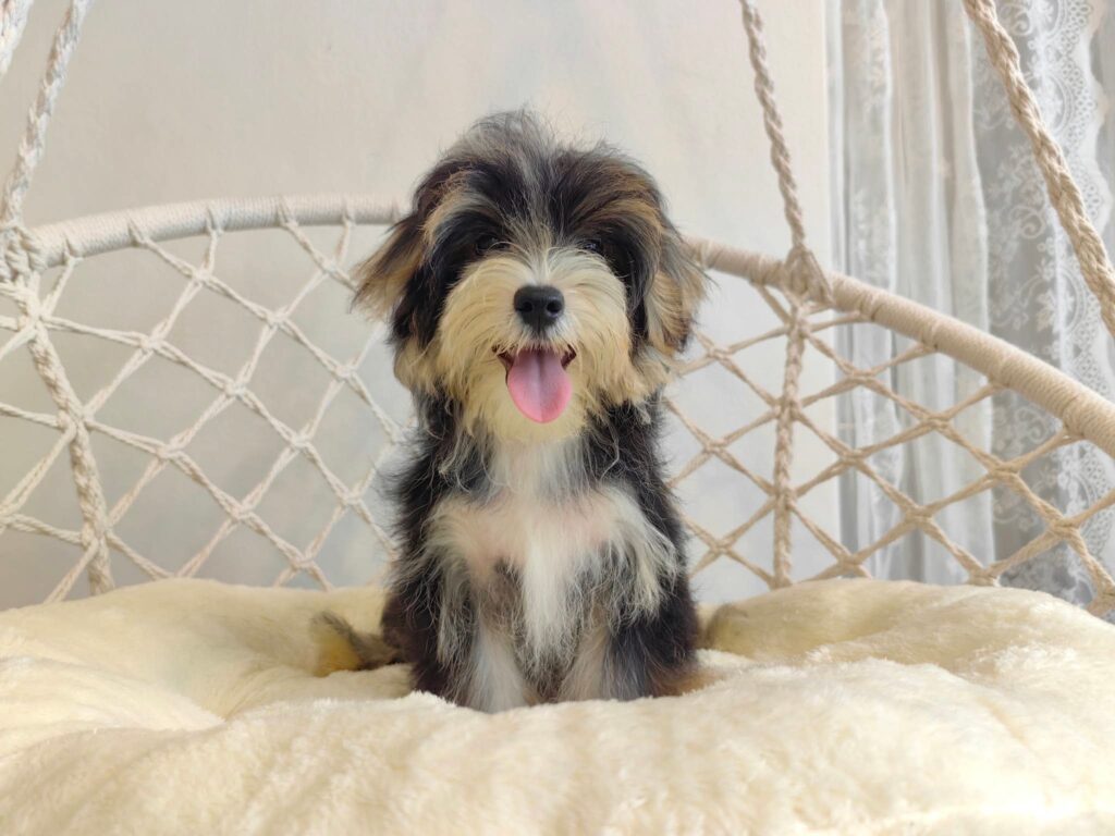 male Morkie puppy