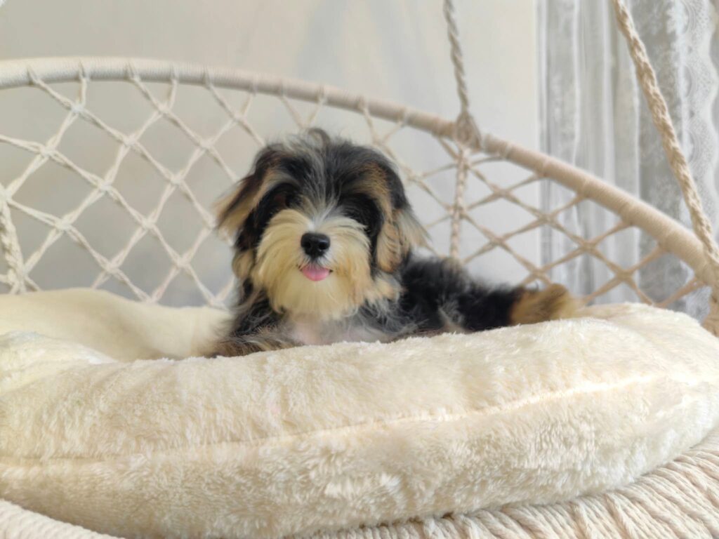 male Morkie puppy