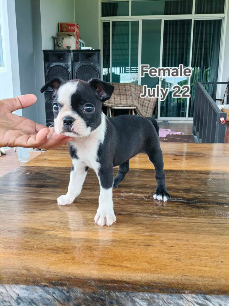 female Boston Terrier puppy
