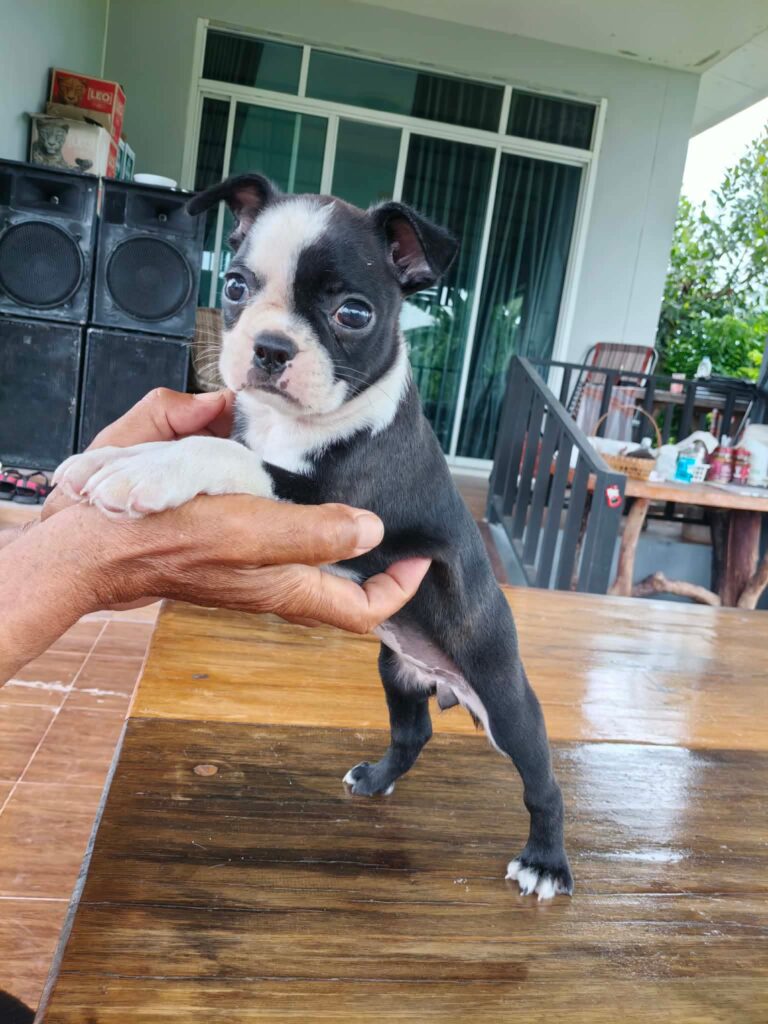 female Boston Terrier puppy
