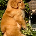 female Golden Retriever puppy