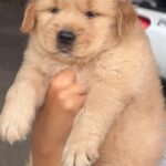 male Golden Retriever puppy