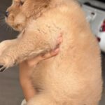male Golden Retriever puppy