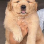 male Golden Retriever puppy