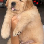 male Golden Retriever puppy