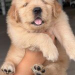 male Golden Retriever puppy