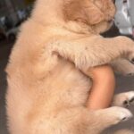 male Golden Retriever puppy