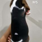 male Beagle puppy