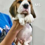 male Beagle puppy