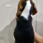 male Beagle puppy