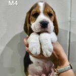 male Beagle puppy