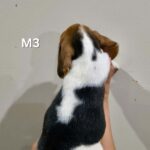 male Beagle puppy