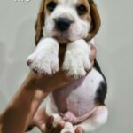 male Beagle puppy