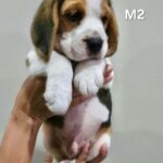 male Beagle puppy