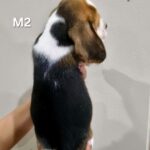male Beagle puppy
