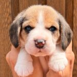 male Beagle puppy