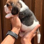 male Beagle puppy