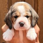 male Beagle puppy
