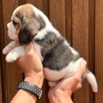 male Beagle puppy