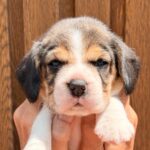female Beagle puppy