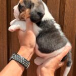 female Beagle puppy