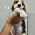 male Beagle puppy