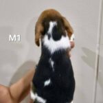 male Beagle puppy