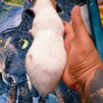 male Jack Russell Terrier puppy
