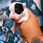 male Jack Russell Terrier puppy