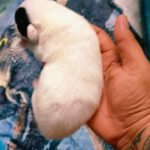 male Jack Russell Terrier puppy