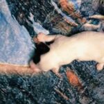 female Jack Russell Terrier puppy