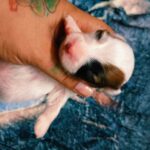 female Jack Russell Terrier puppy