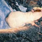 female Jack Russell Terrier puppy