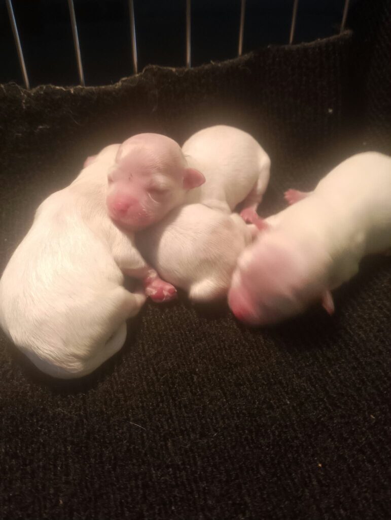 Maltese available puppies