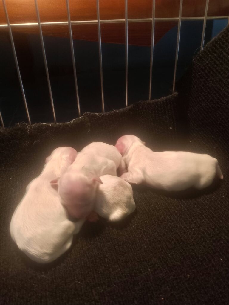 Maltese available puppies
