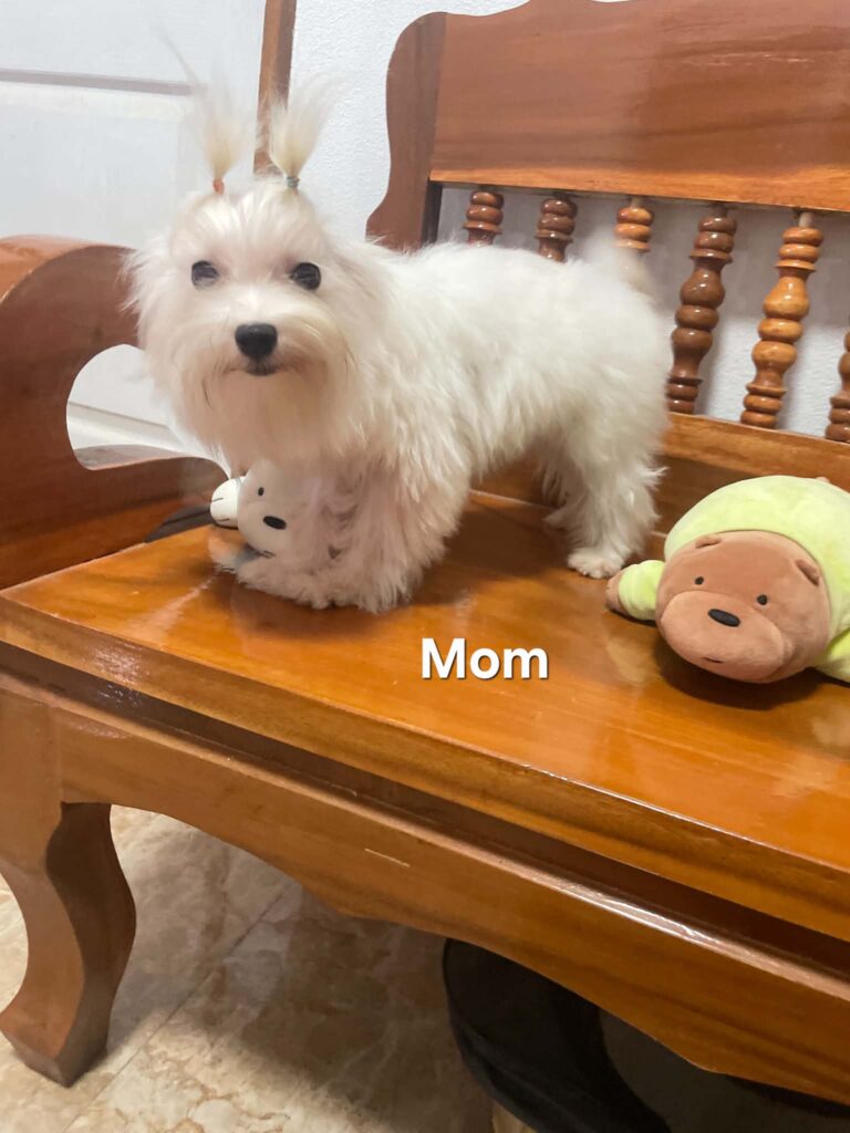 Maltese available puppies