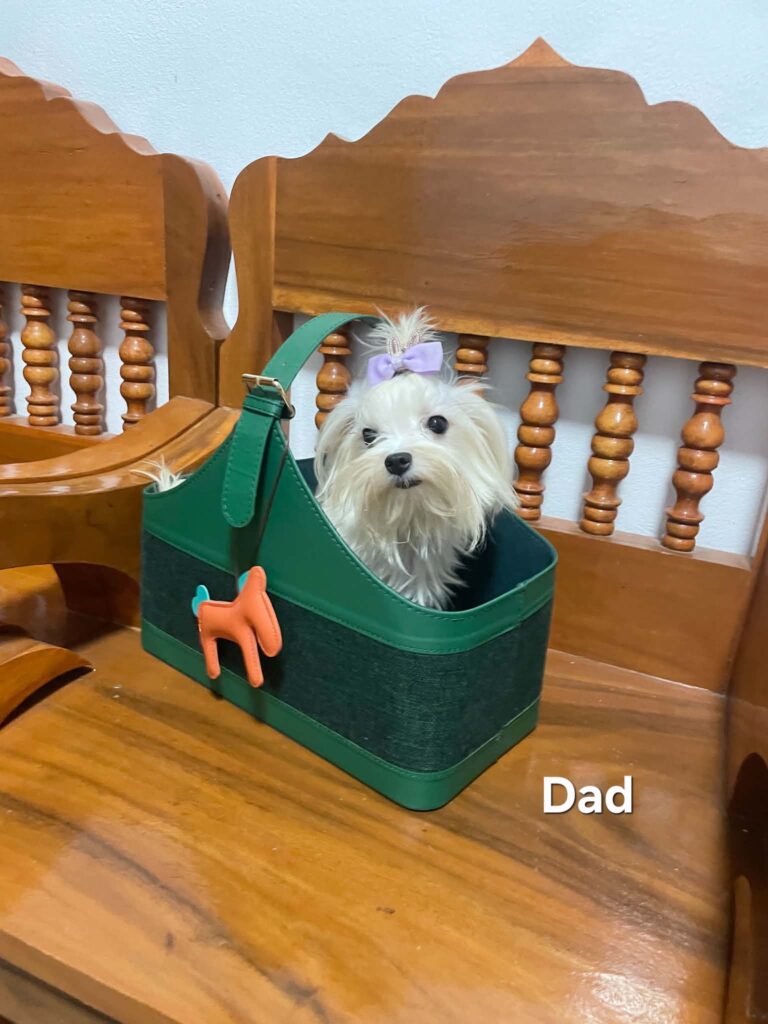 Maltese available puppies