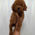 female Toy Poodle puppy