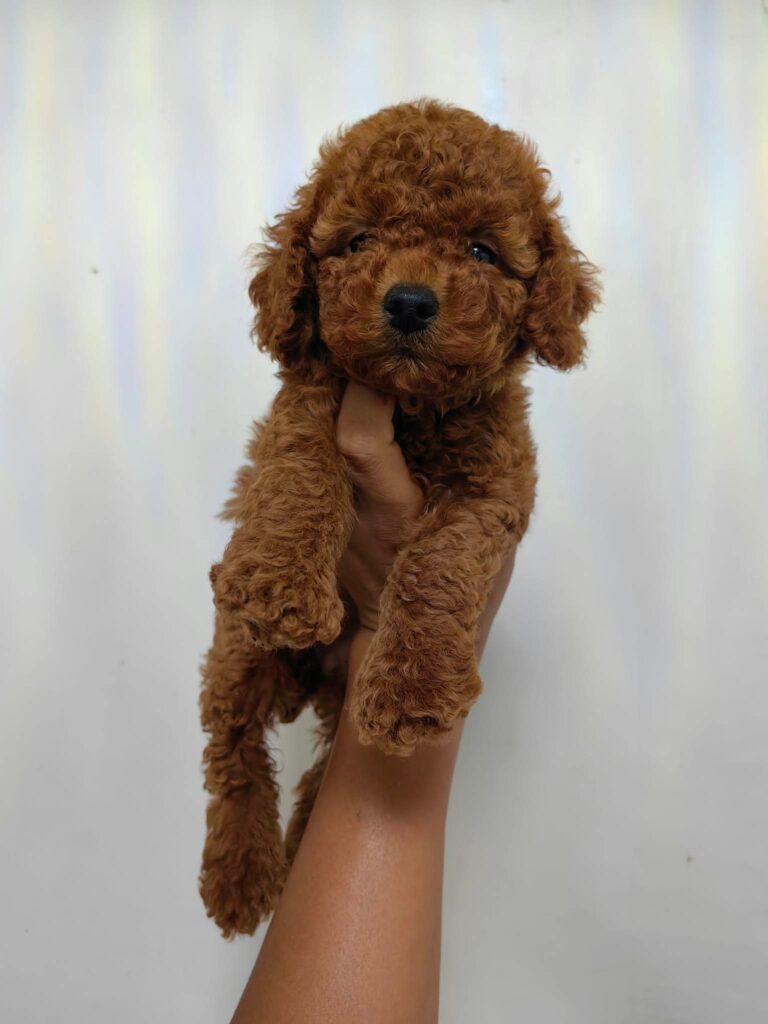 female Toy Poodle puppy