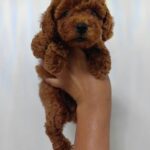 female Toy Poodle puppy