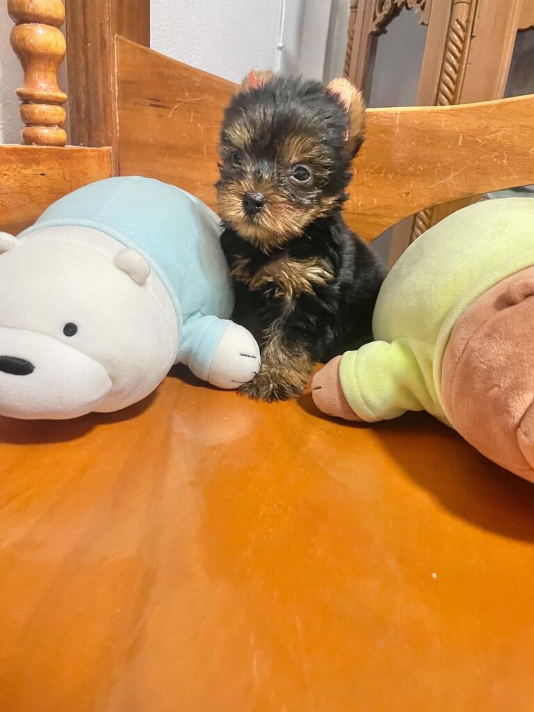 female Yorkshire Terrier puppy