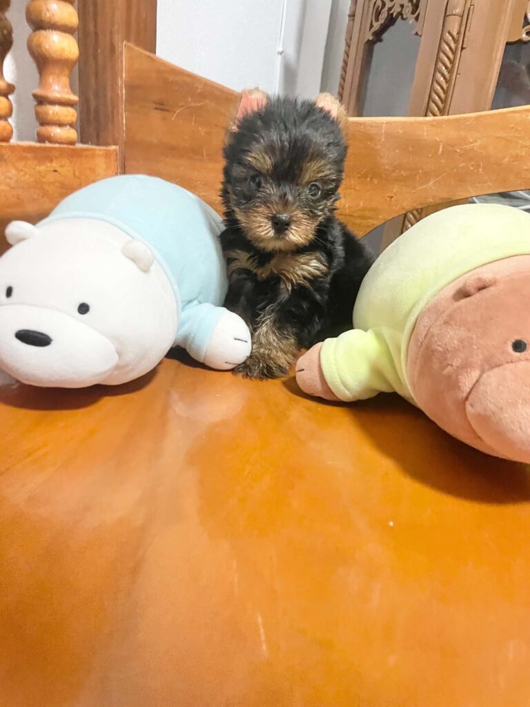 female Yorkshire Terrier puppy