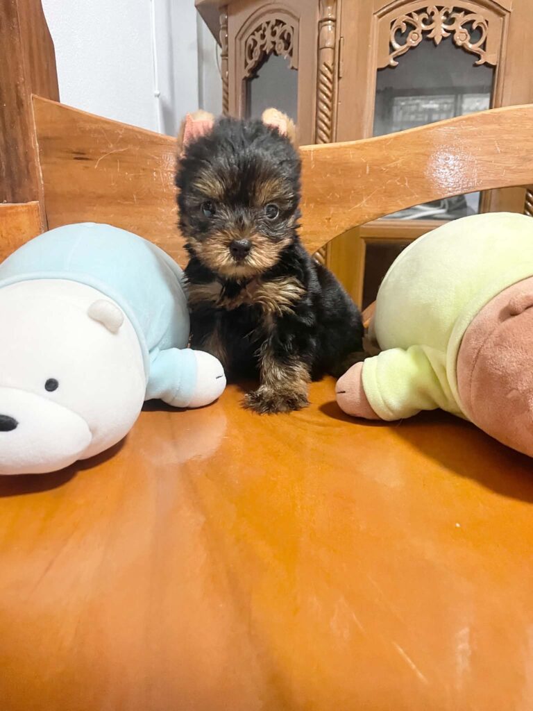 female Yorkshire Terrier puppy