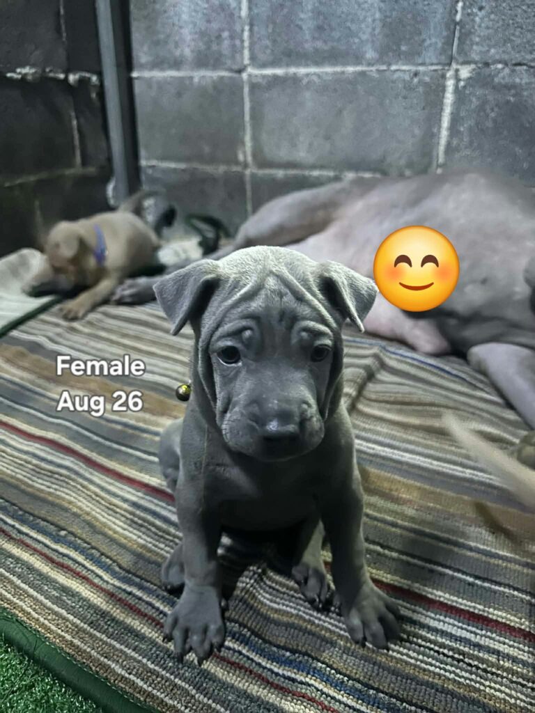 female Thai Ridgeback puppy
