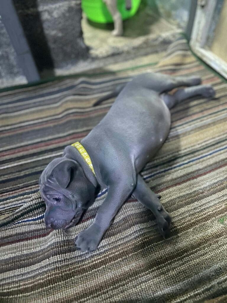 female Thai Ridgeback puppy