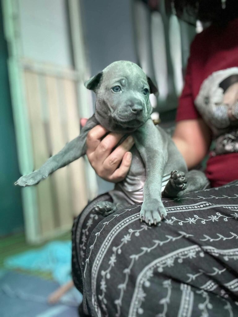 female Thai Ridgeback puppy