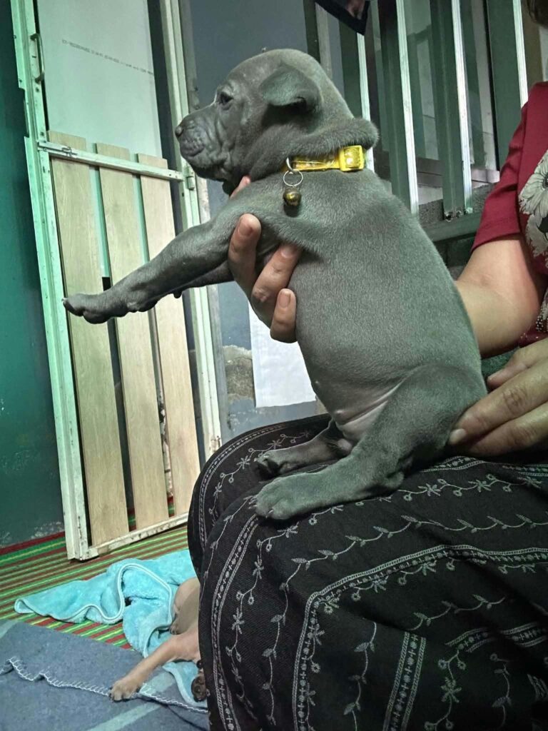 female Thai Ridgeback puppy