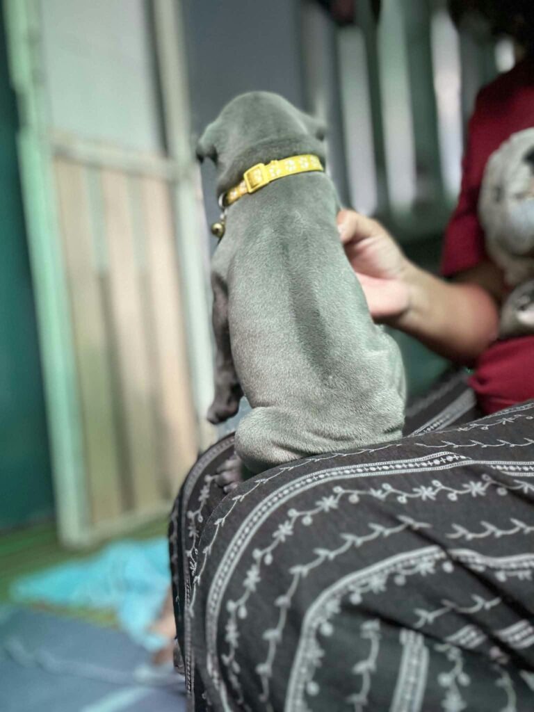 female Thai Ridgeback puppy