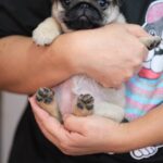 female Pug puppy